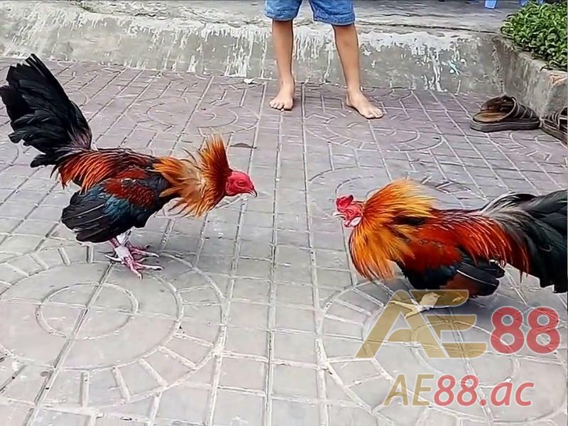 Đá gà hàng xáo là hình thức cá cược phổ biến cho những người không nuôi gà và ít vốn