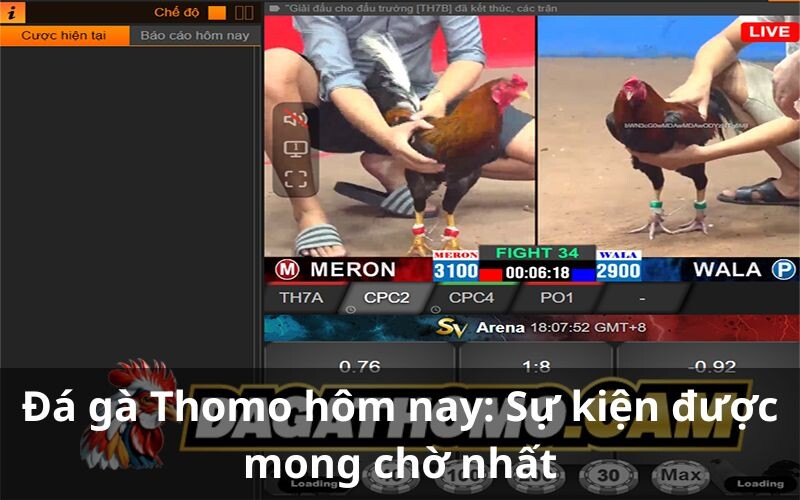 Khái quát đá gà Thomo hôm nay