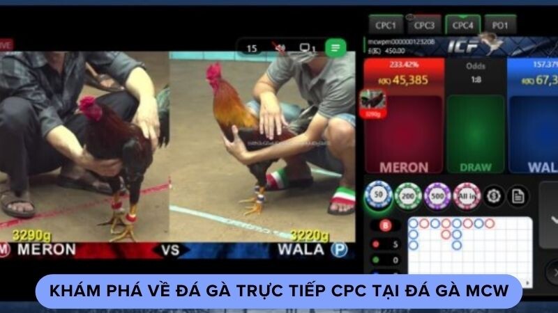 Giới thiệu về đá gà trực tiếp CPC tại đá gà MCW