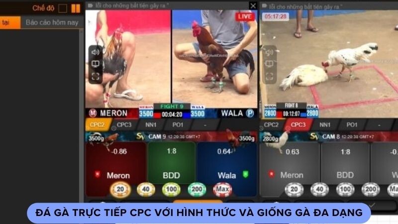 Đá gà trực tiếp CPC với hình thức và giống gà đa dạng